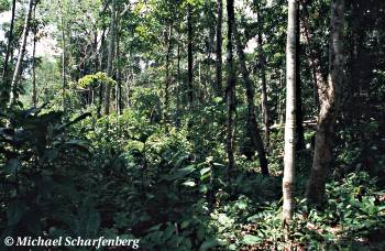 Der Wald von Koh Chang