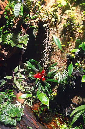 Pflanzen in einem Regenwaldterrarium