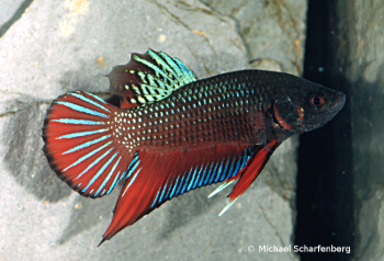 Betta splendens Männchen vom Fundort Chiang Mai