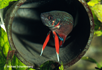 Betta splendens Männchen vom Fundort Chiang Mai