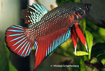 Betta splendens Männchen vom Fundort Chiang Mai