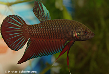 Betta splendens Männchen vom Fundort Phetchaburi