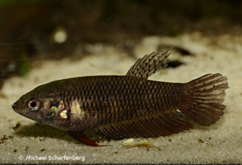 Betta splendens Weibchen von Fundort Phetchaburi