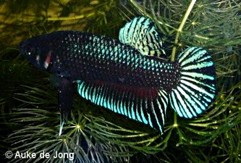 Betta splendens von Hua Hin