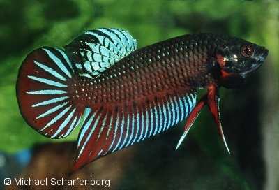Betta splendens Männchen vom Fundort Nonthanburi