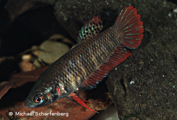 Betta splendens Weibchen vom Fundort Rayong