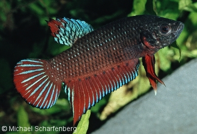 Betta splendens Männchen vom Fundort Rayong