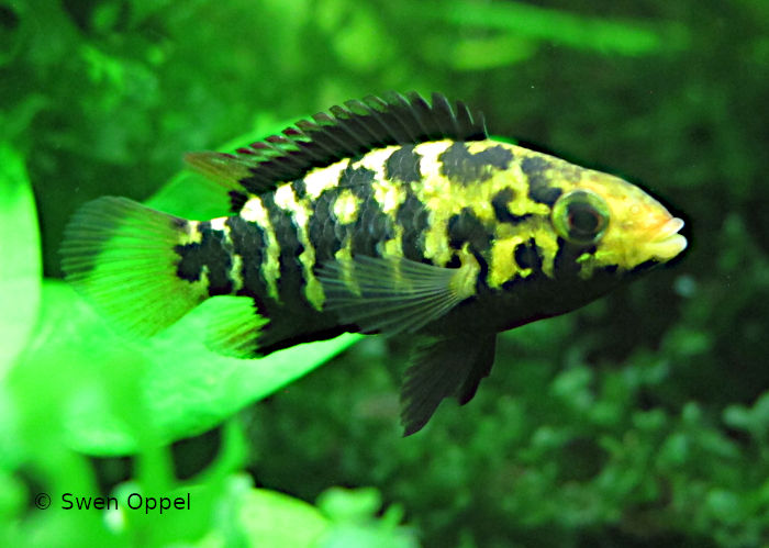 Apistogramma Weibchen im Brutpflegekleid
