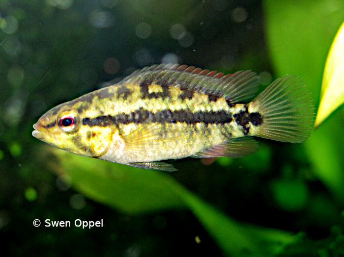 Apistogramma kullanderi Weibchen halbwüchsig