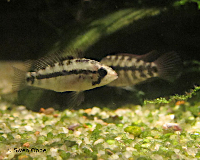 Apistogramma kullanderi halbwüchsig