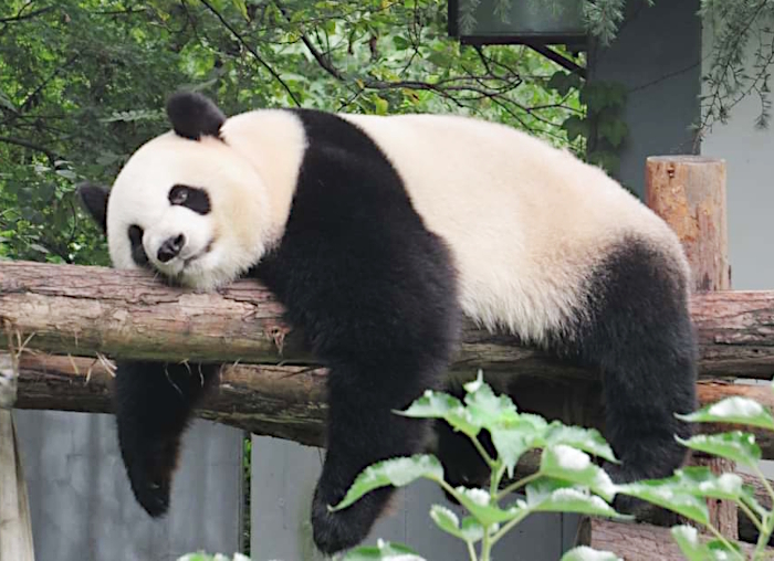Panda in Nanjing