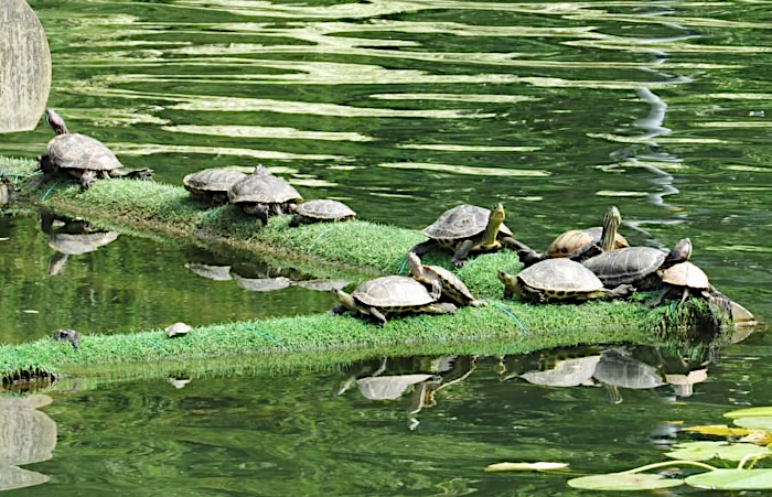 Schildkröten in Qingfeng Park Changzhou