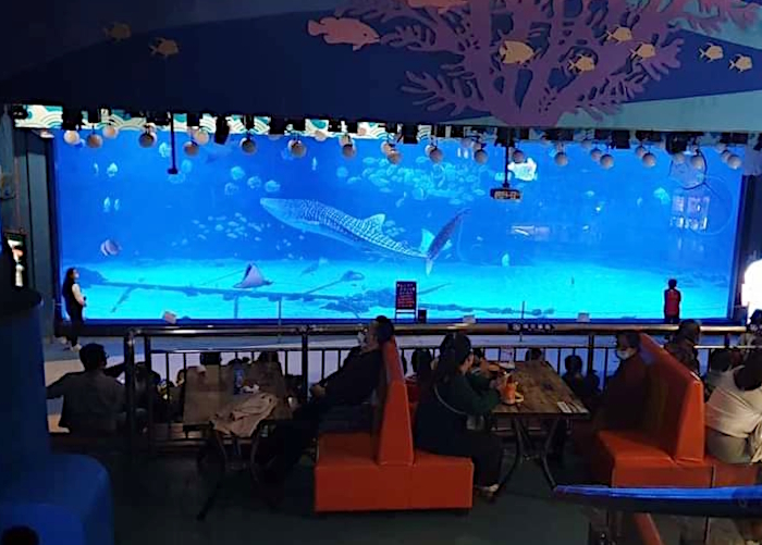 Walhai im Yantai Aquarium