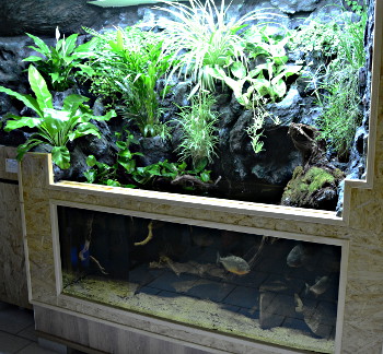 Piranhas im Vereinsheim Aquarienverein Hattingen