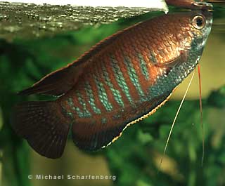 Trichogaster labiosa Männchen