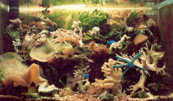 Ein Meerwasseraquarium der achtziger Jahre