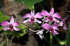 Orchideen im Terrarium