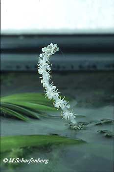 >Blüte von Aponogeton crispus im Aquarium